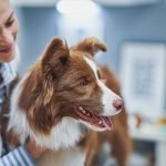 assurance santé chien chat