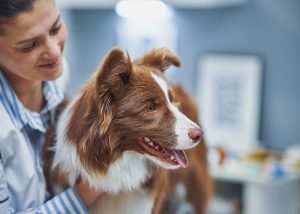 assurance santé chien chat