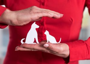 comparer les devis d'assurance animaux