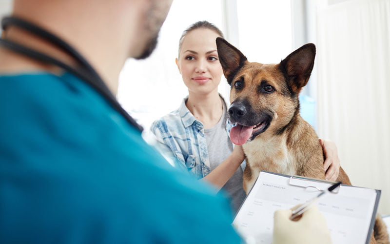 bonnes raisons de souscrire une assurance pour animaux