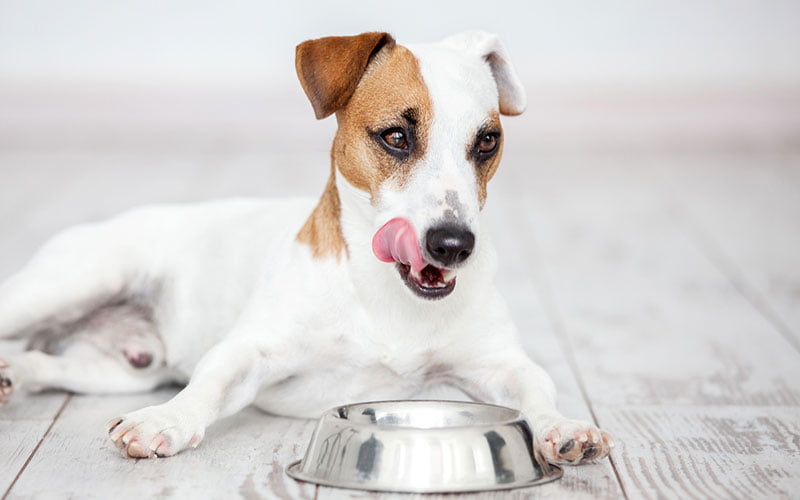 surveiller la digestion du chien