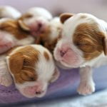 nom de chien populaire 2022