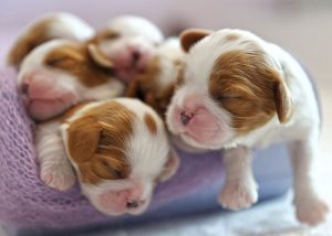 nom de chien populaire 2022