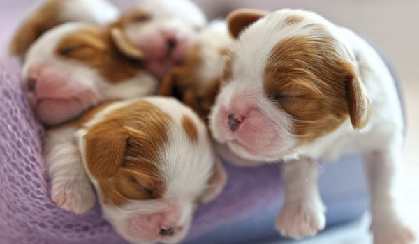 nom de chien populaire 2022