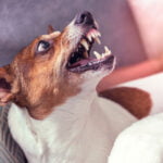 chien agressif que faire