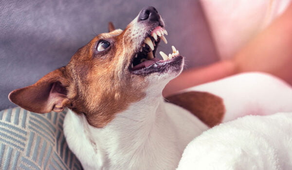 chien agressif que faire