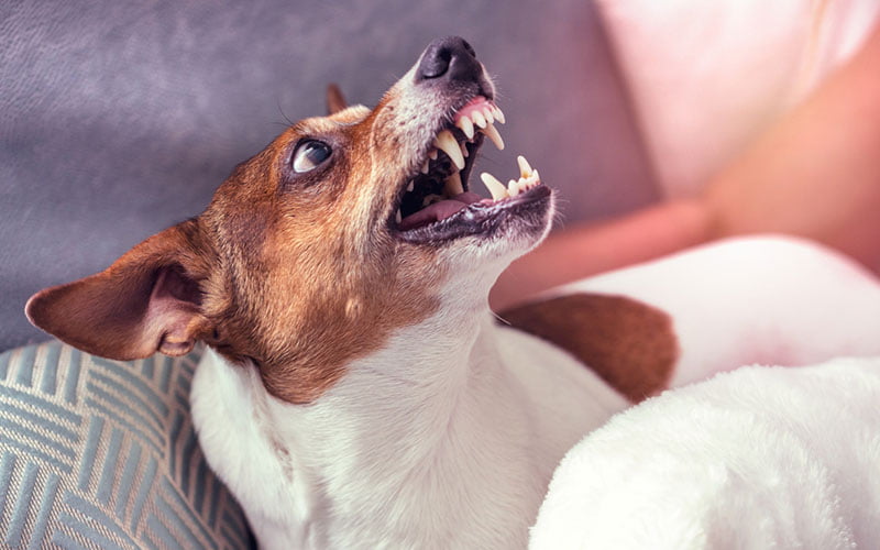 Chien agressif : causes et conseils pour résoudre l'agressivité du chien -  Franklin