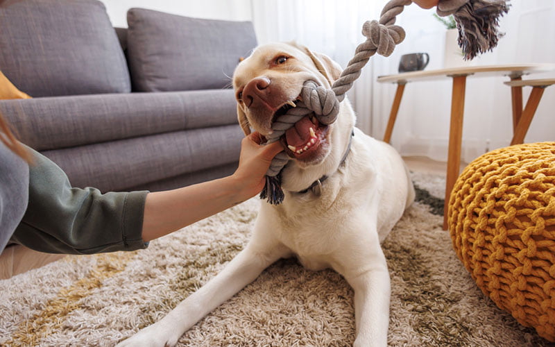 chien qui apporte son jouet préféré