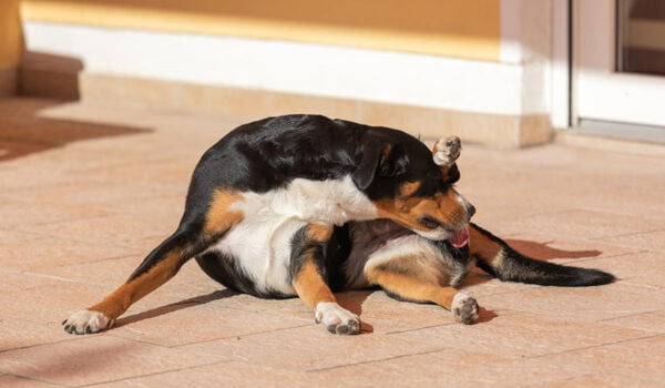 chien qui se lèche le derrière