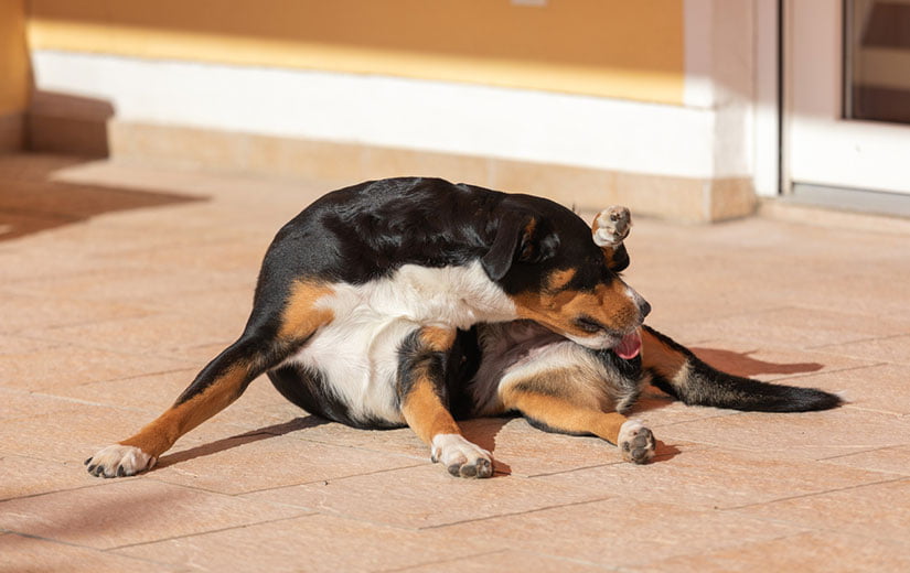 chien qui se lèche le derrière