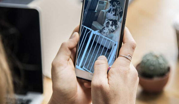 deux dogues allemands s'évadent