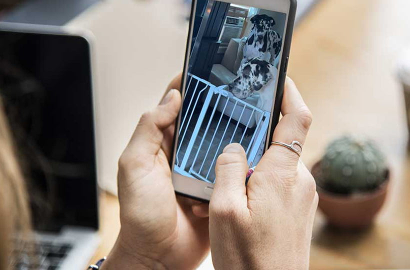 deux dogues allemands s'évadent