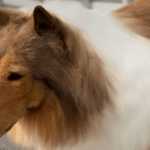 japonais ressemble à coley