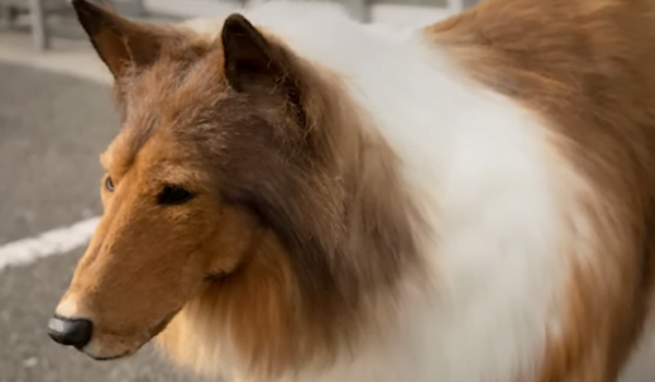 japonais ressemble à coley