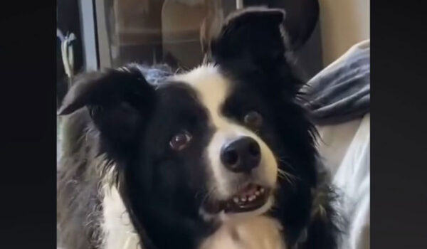 vidéo aboiements silencieux border collie