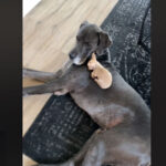 vidéo d'une amitié entre un dogue allemand et un chihuahua