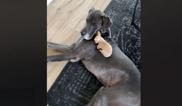 vidéo d'une amitié entre un dogue allemand et un chihuahua