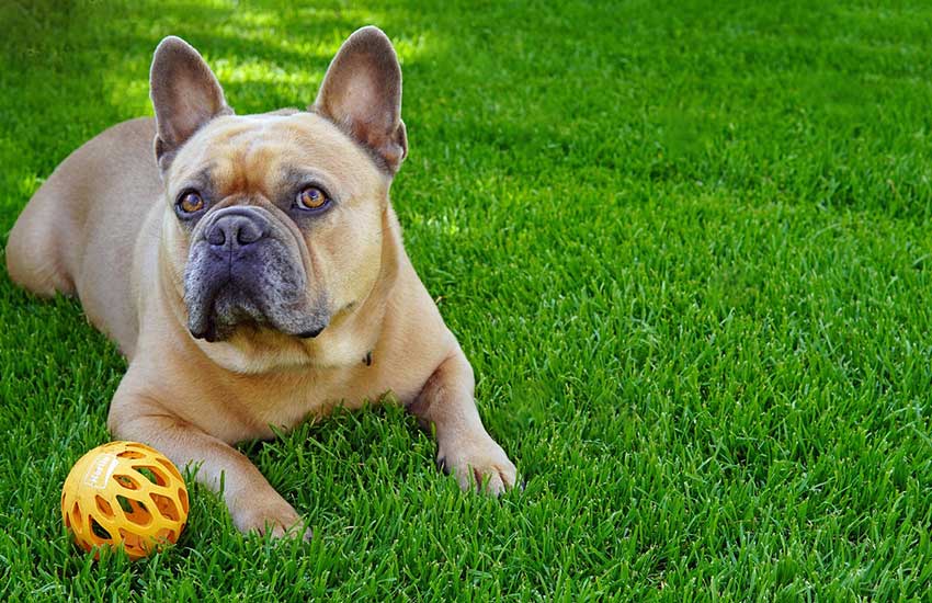 bouledogue français qui joue avec une balle