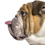 Ce bouledogue a un secret qui fait fondre tous les passants. Découvrez vite la vidéo