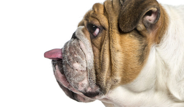 Ce bouledogue a un secret qui fait fondre tous les passants. Découvrez vite la vidéo