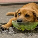chien pendant la canicule