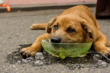chien pendant la canicule