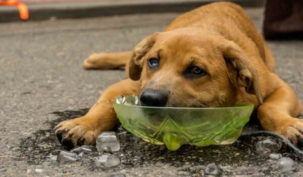 chien pendant la canicule
