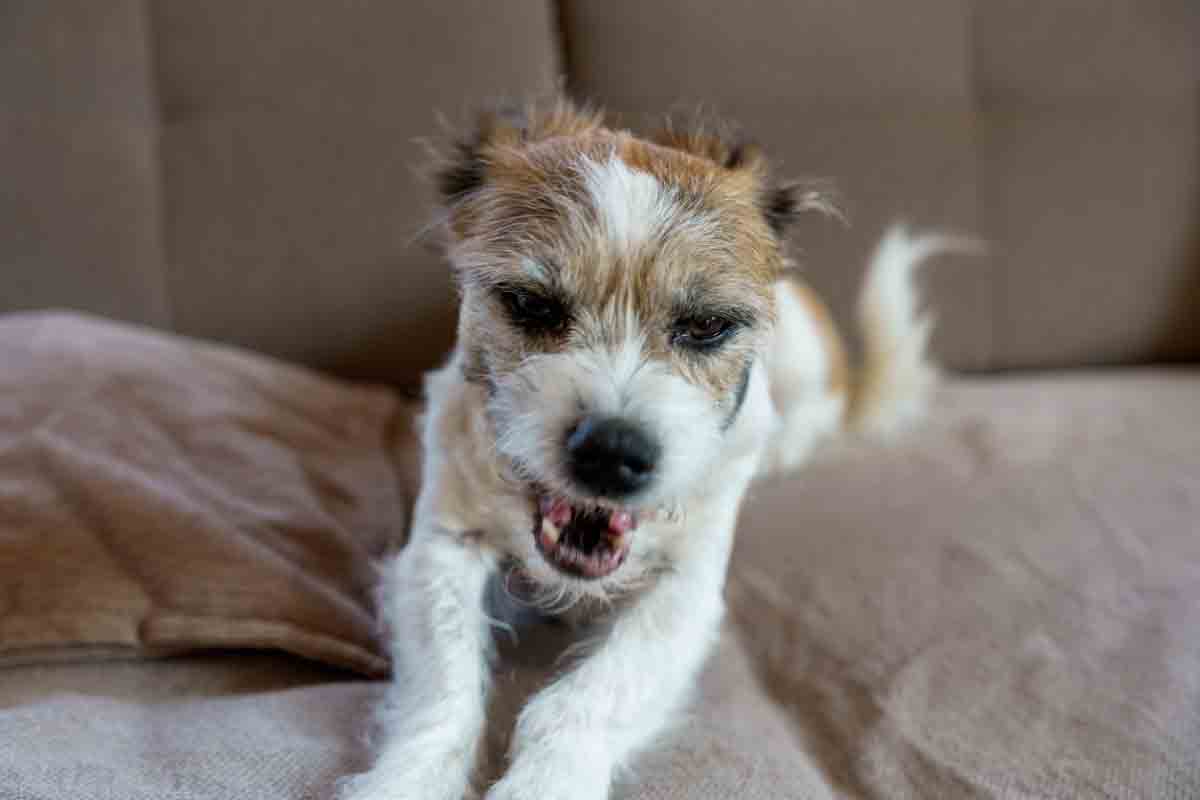Pourquoi ne pas punir un chien qui grogne