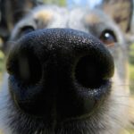 chien qui sent les fesses