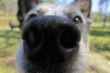 chien qui sent les fesses