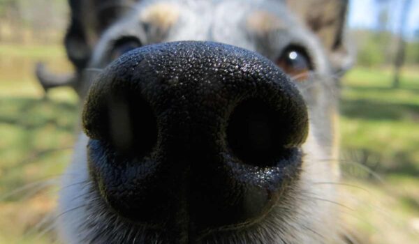 chien qui sent les fesses