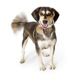 chien remuant la queue