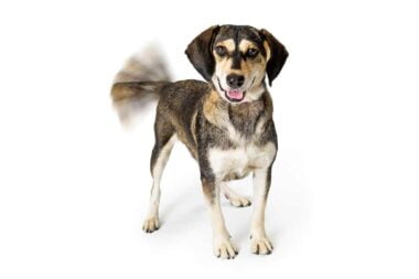 chien remuant la queue