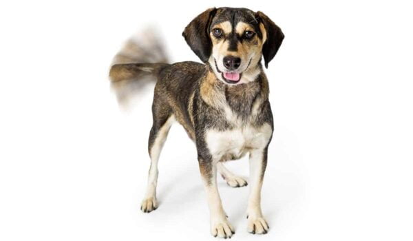 chien remuant la queue