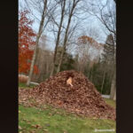 vidéo d'une chienne qui a une passion débordante pour les tas de feuilles