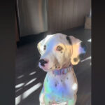 dalmatien qui reflète la lumière