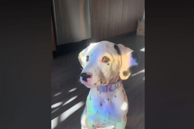 dalmatien qui reflète la lumière