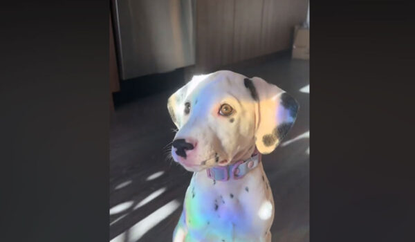 dalmatien qui reflète la lumière