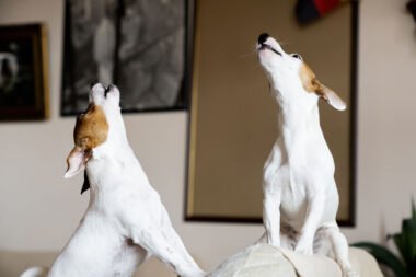 faits incroyables sur l'aboiement des chiens