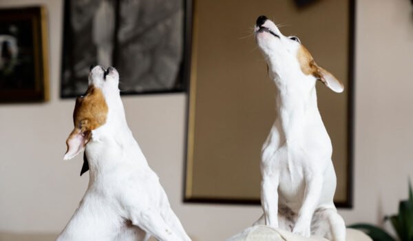 faits incroyables sur l'aboiement des chiens