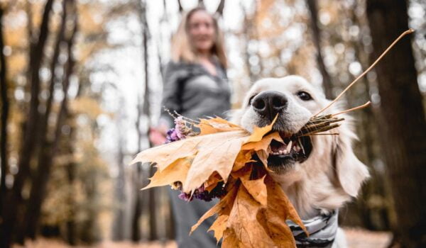 fruit d'automne à ne surtout pas manger pour un chien