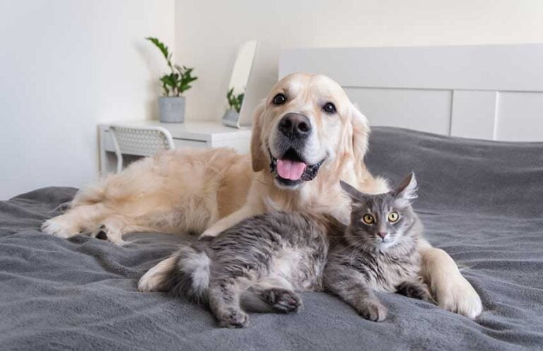 Top 10 des meilleures races de chiens qui s’entendent bien avec les chats