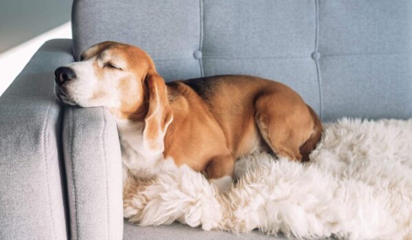 japon maison de retraite pour animaux