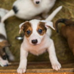 étude les chiens se souviennent ils de leurs frères et soeurs