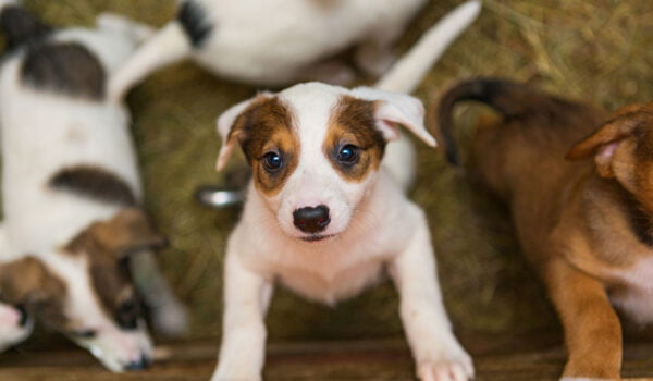 étude les chiens se souviennent ils de leurs frères et soeurs