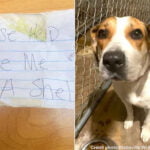 lolo chienne intelligente qui saute dans une voiture de police