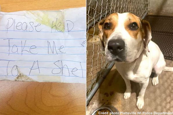 lolo chienne intelligente qui saute dans une voiture de police