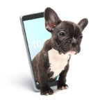 top 10 des meilleures applications pour chien