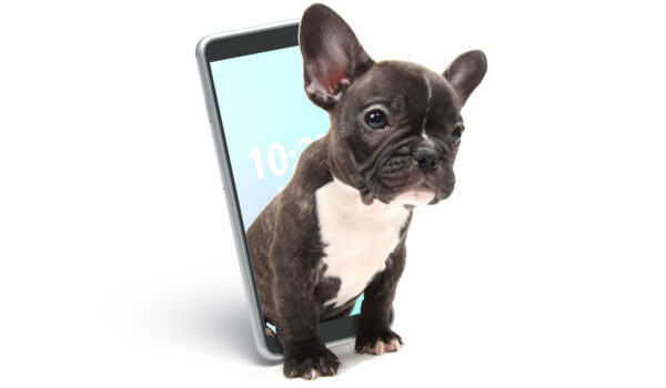 top 10 des meilleures applications pour chien