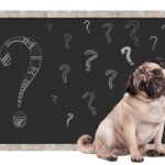 nom de chien en anglais commençant par U